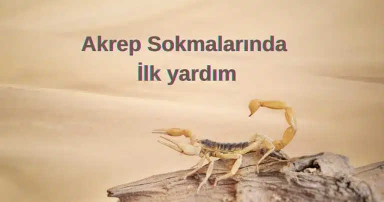 Akrep sokması