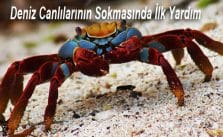 Deniz canlıları sokmasında belirtiler nelerdir?
