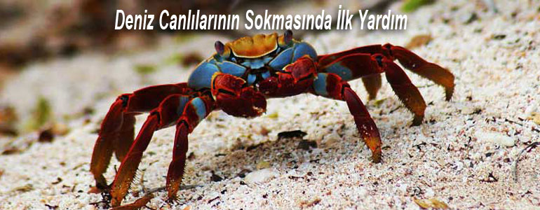 Deniz canlıları sokması