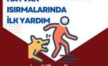 Hayvan Isırmalarında İlk Yardım Nasıl Yapılır?