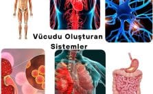 Vücudu Oluşturan Sistemler