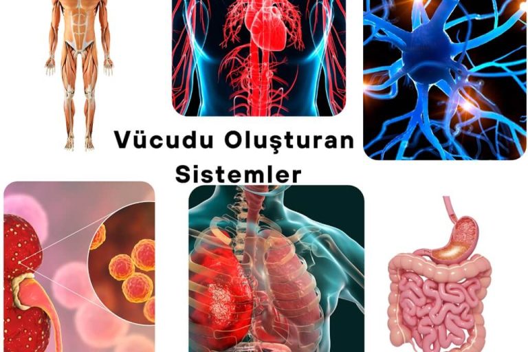 Vücudu Oluşturan Sistemler