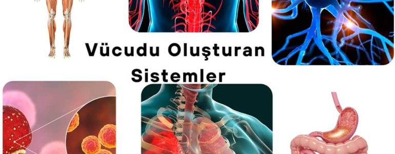 Vücudu Oluşturan Sistemler