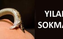 Yılan Sokmalarında İlk Yardım